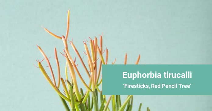 Euphorbia tirucalli Firesticks, Red Pencil Tree