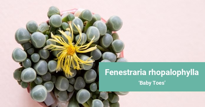 Fenestraria rhopalophylla Baby Toes