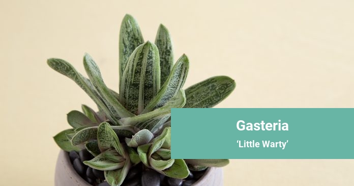 Gasteria Little Warty