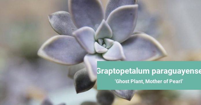 Graptopetalum paraguayense Ghost Plant, Mother of Pearl