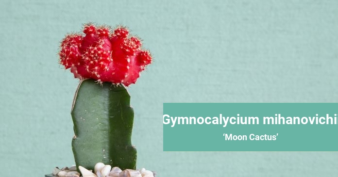 Gymnocalycium mihanovichii Moon Cactus