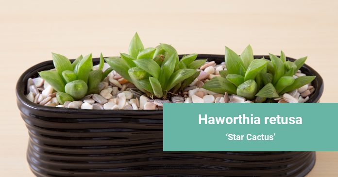 Haworthia retusa Star Cactus