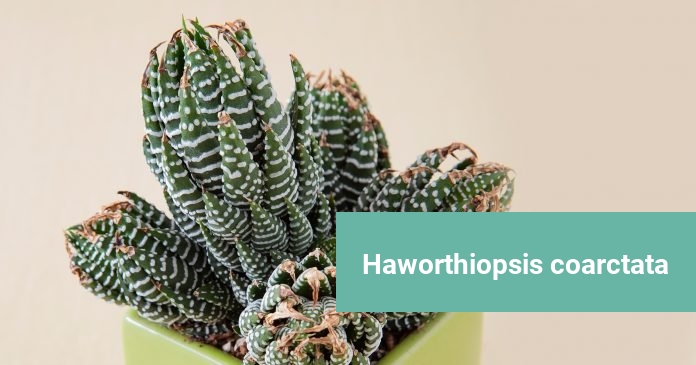 Haworthiopsis coarctata Haworthiopsis coarctata