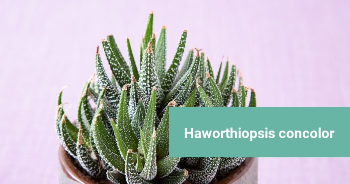 Haworthiopsis concolor Haworthiopsis concolor