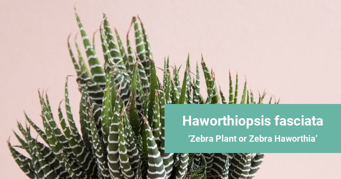 Haworthiopsis fasciata Zebra Plant or Zebra Haworthia