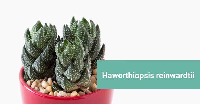 Haworthiopsis reinwardtii Haworthiopsis reinwardtii