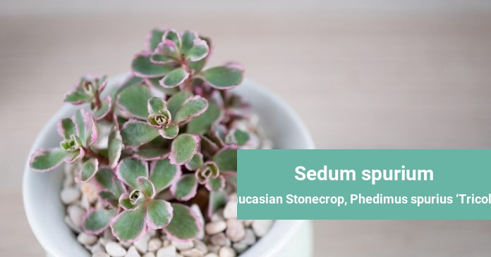 Sedum spurium Caucasian Stonecrop, Phedimus spurius ‘Tricolor'