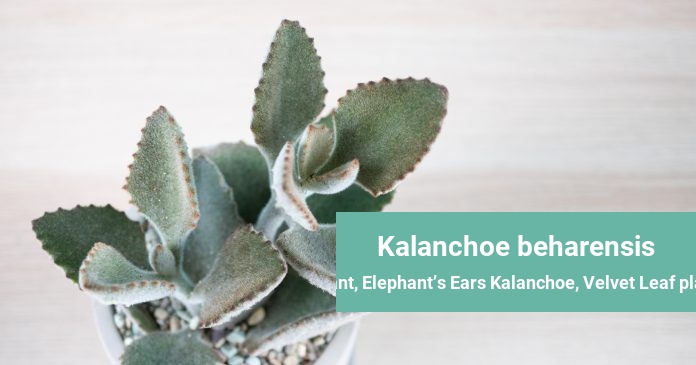Kalanchoe beharensis Stalactite Plant, Elephant’s Ears Kalanchoe, Velvet Leaf plant, Felt Bush