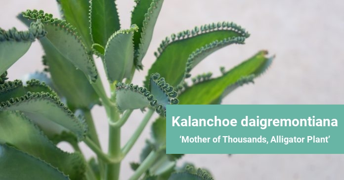 Kalanchoe daigremontiana Mother of Thousands, Alligator Plant