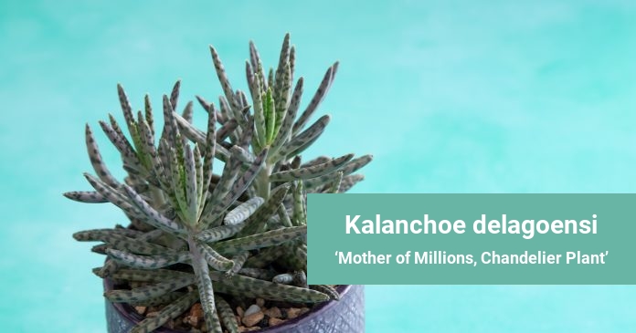 Kalanchoe delagoensi Mother of Millions, Chandelier Plant