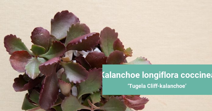 Kalanchoe longiflora coccinea Tugela Cliff-kalanchoe