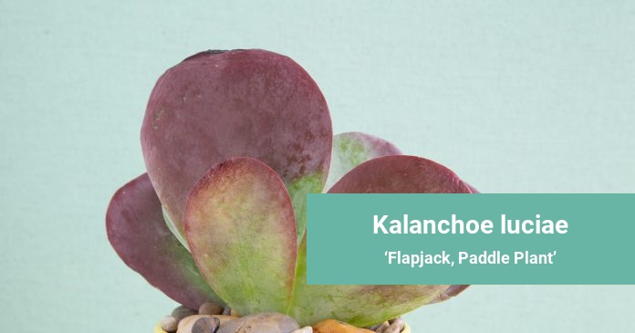 Kalanchoe luciae Flapjack, Paddle Plant