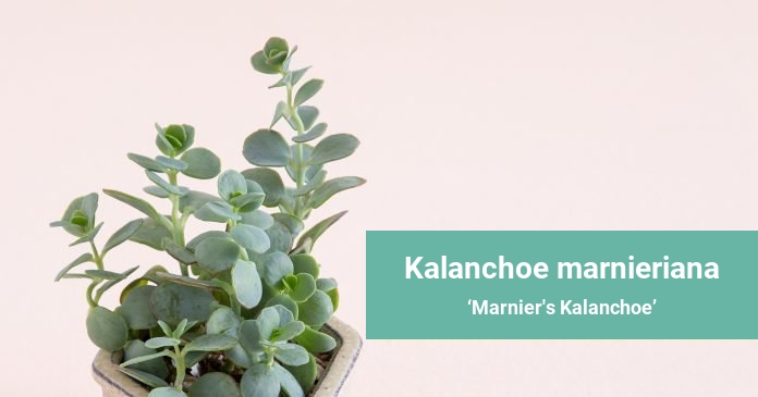 Kalanchoe marnieriana Marnier's Kalanchoe