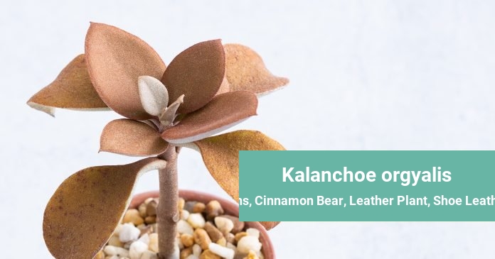Kalanchoe orgyalis Copper Spoons, Cinnamon Bear, Leather Plant, Shoe Leather Kalanchoe