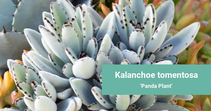 Kalanchoe tomentosa Panda Plant