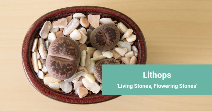 Lithops Living Stones, Flowering Stones