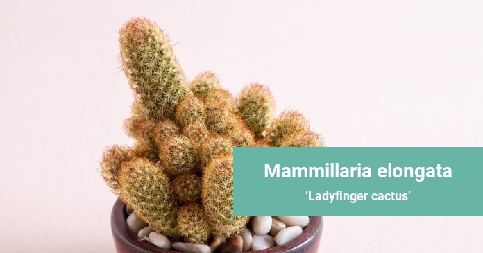Mammillaria elongata Ladyfinger cactus