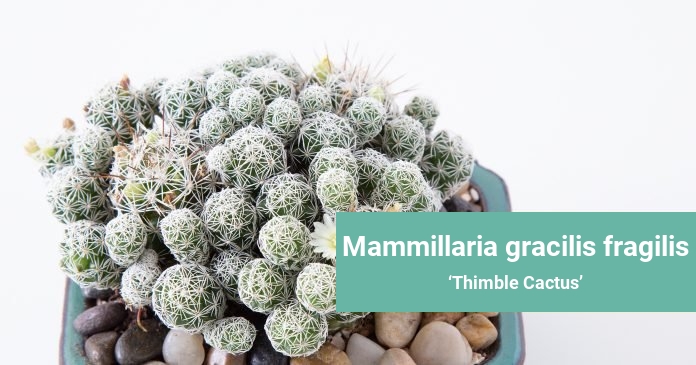 Mammillaria gracilis fragilis Thimble Cactus