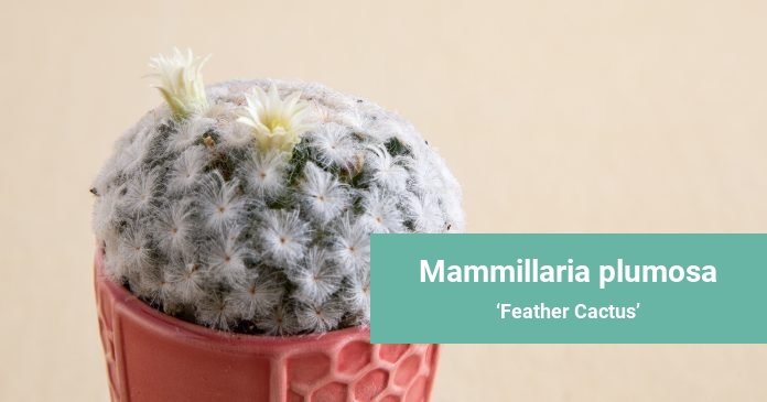 Mammillaria plumosa Feather Cactus