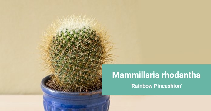 Mammillaria rhodantha Rainbow Pincushion