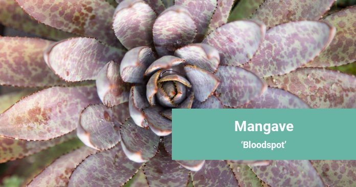 Mangave Bloodspot