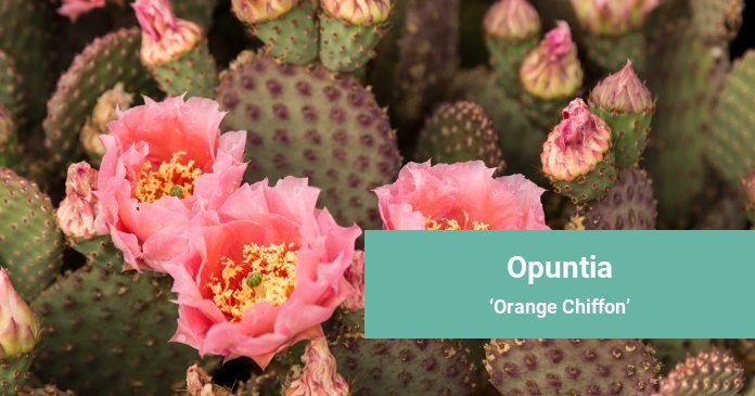 Opuntia Orange Chiffon