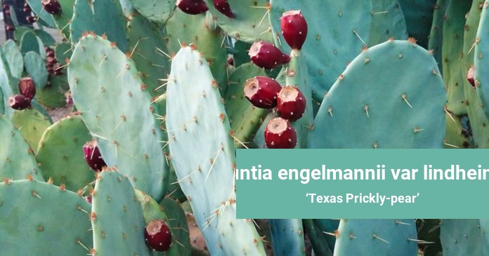 Opuntia engelmannii var lindheimeri Texas Prickly-pear