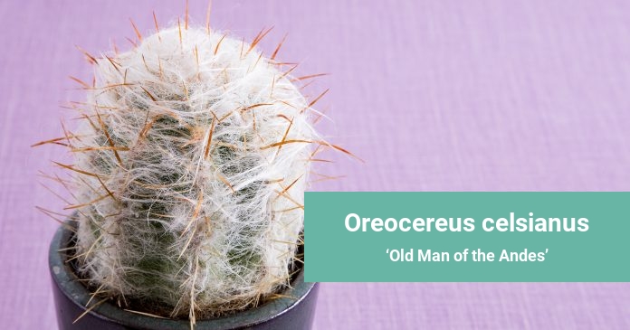 Oreocereus celsianus Old Man of the Andes