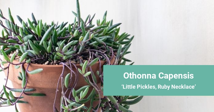 Othonna Capensis Little Pickles, Ruby Necklace