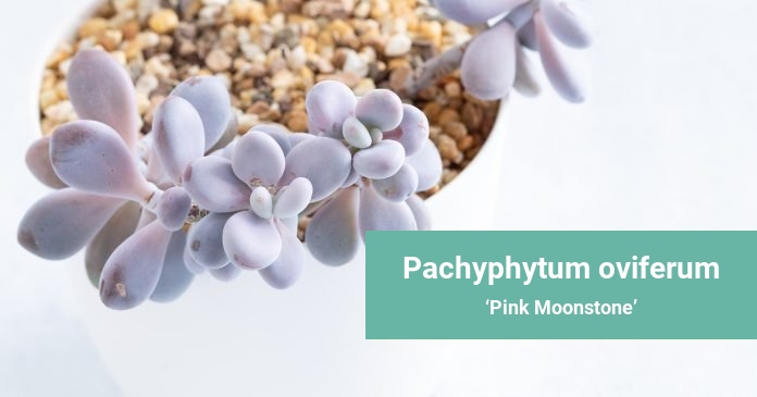 Pachyphytum oviferum Pink Moonstone