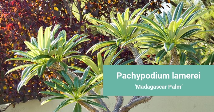 Pachypodium lamerei Madagascar Palm
