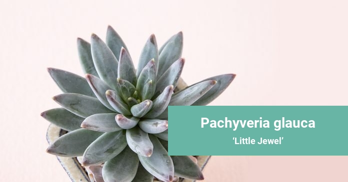Pachyveria glauca Little Jewel