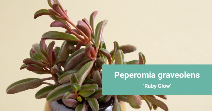 Peperomia graveolens Ruby Glow