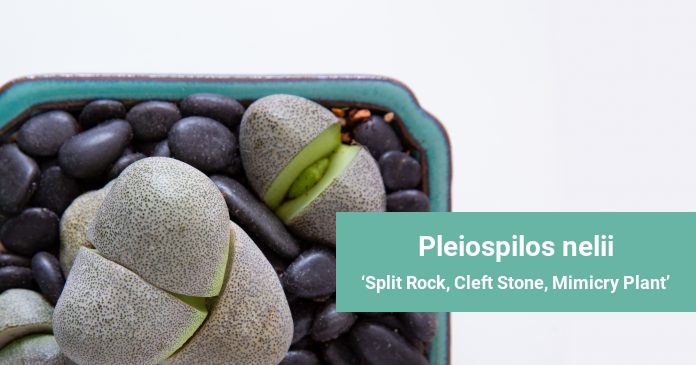 Pleiospilos nelii Split Rock, Cleft Stone, Mimicry Plant