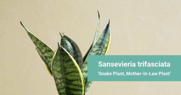 Sansevieria trifasciata Snake Plant, Mother-in-Law Plant