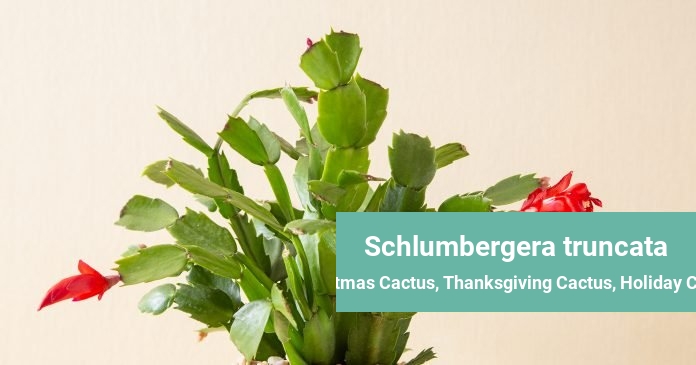 Schlumbergera truncata Christmas Cactus, Thanksgiving Cactus, Holiday Cactus