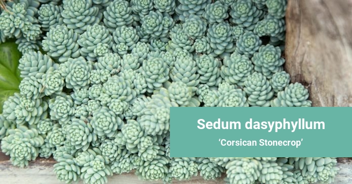 Sedum dasyphyllum Corsican Stonecrop