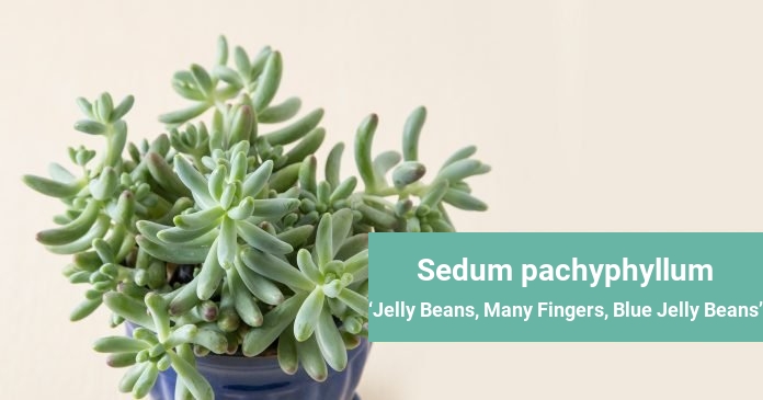 Sedum pachyphyllum Jelly Beans, Many Fingers, Blue Jelly Beans