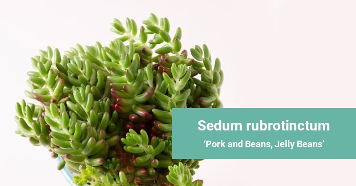 Sedum rubrotinctum Pork and Beans, Jelly Beans