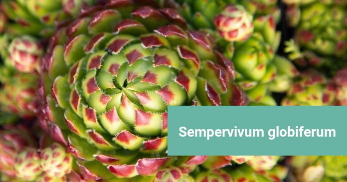 Sempervivum globiferum Sempervivum globiferum