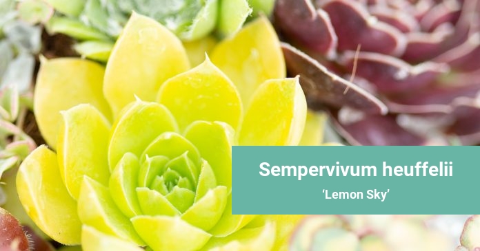 Sempervivum heuffelii Lemon Sky