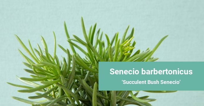 Senecio barbertonicus Succulent Bush Senecio