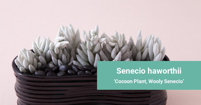 Senecio haworthii Cocoon Plant, Wooly Senecio