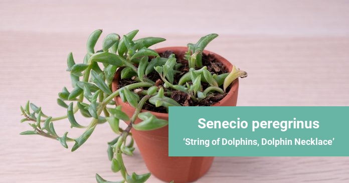 Senecio peregrinus String of Dolphins, Dolphin Necklace