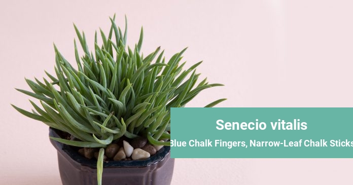 Senecio vitalis Blue Chalk Fingers, Narrow-Leaf Chalk Sticks