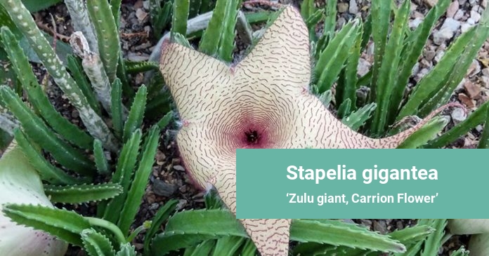 Stapelia gigantea Zulu giant, Carrion Flower